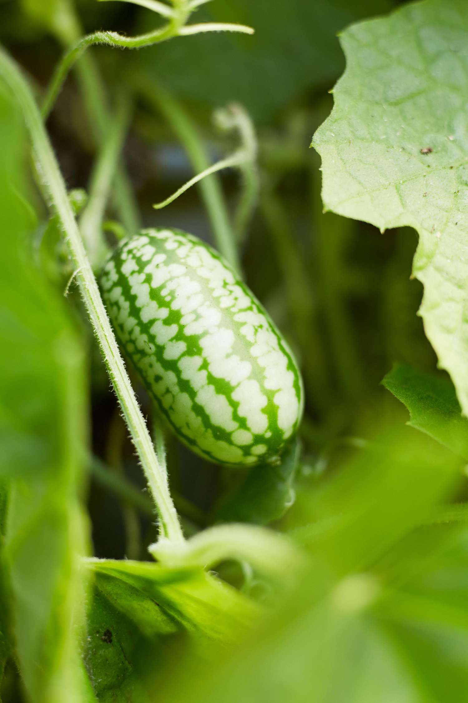 Concombre à confire 'Mouse Melon' (graines)